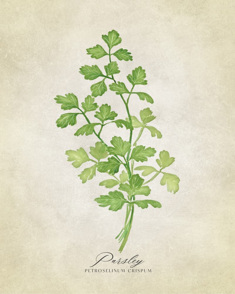Green Parsley Botanical by Rosana Laiz Blursbyai — canvas wall art