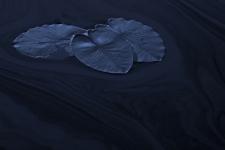 Deep Blue Lily Pond by Allan Wallberg — canvas wall art
