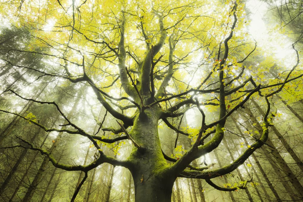 The Dream Tree by Stefan Hefele — canvas wall art