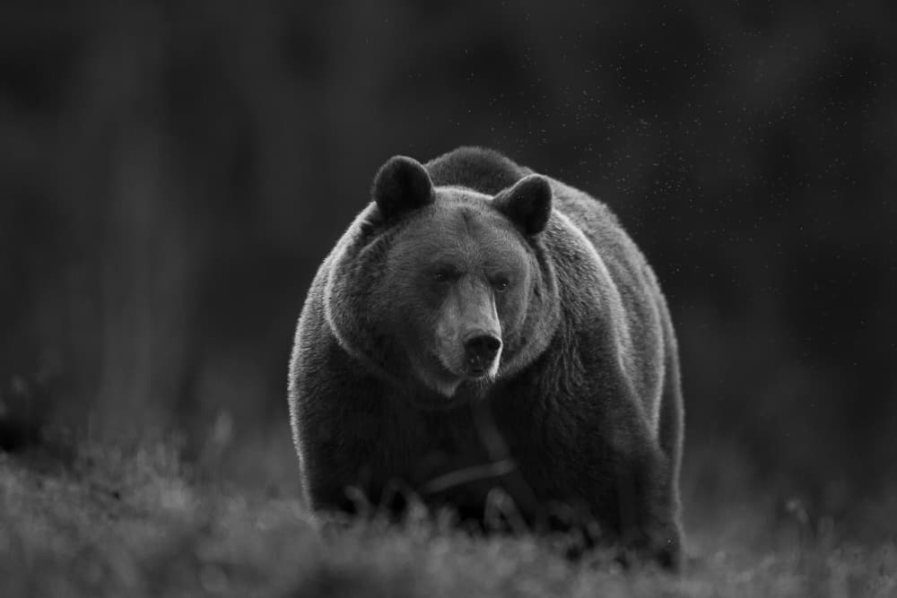 Powerful Grizzly Bear by Sebastian Mastahac — canvas wall art