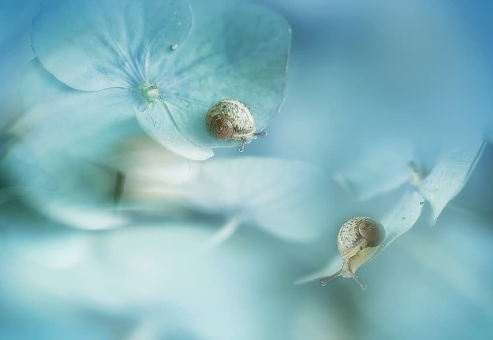 Gentle Snails Blue Hydrangeas by Ellen van Deelen — canvas wall art