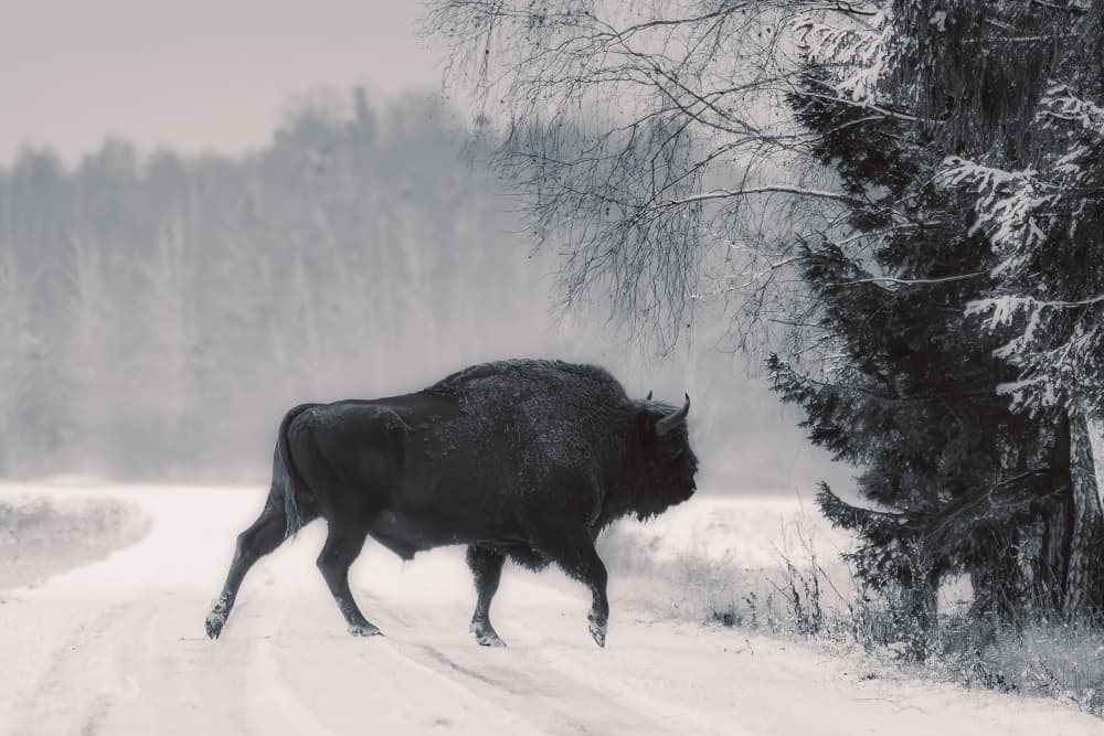 Majestic Winter Bison by Dariusz Budyta — canvas wall art