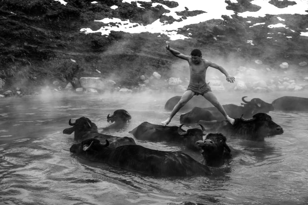 Boy Balancing Buffaloes by Ummu Nisan Kandilcioglu — canvas wall art