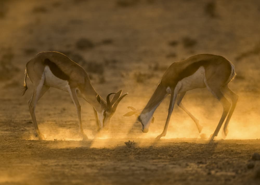 Springboks in Golden Dust by Jaco Marx — canvas wall art