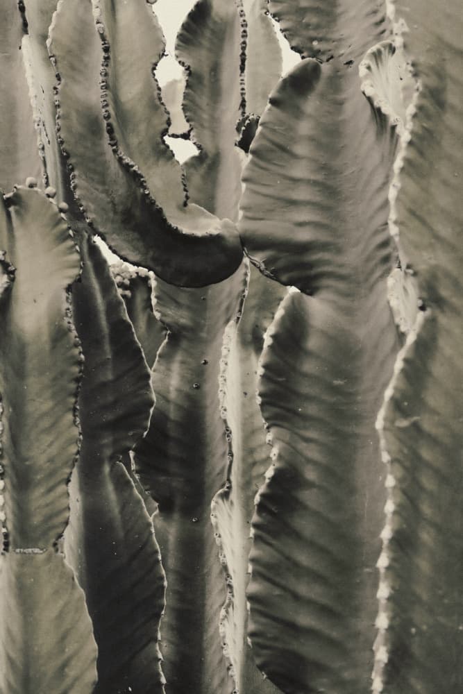 Abstract Succulent Forms by Pictufy Studio III — canvas wall art