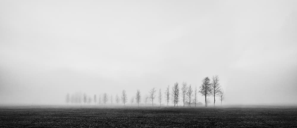 Foggy Winter Trees by Nina Pauli — canvas wall art
