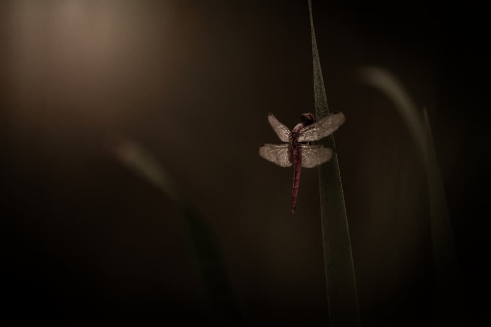 Subtle Dragonfly Glow by Takafumi Yamashita — canvas wall art