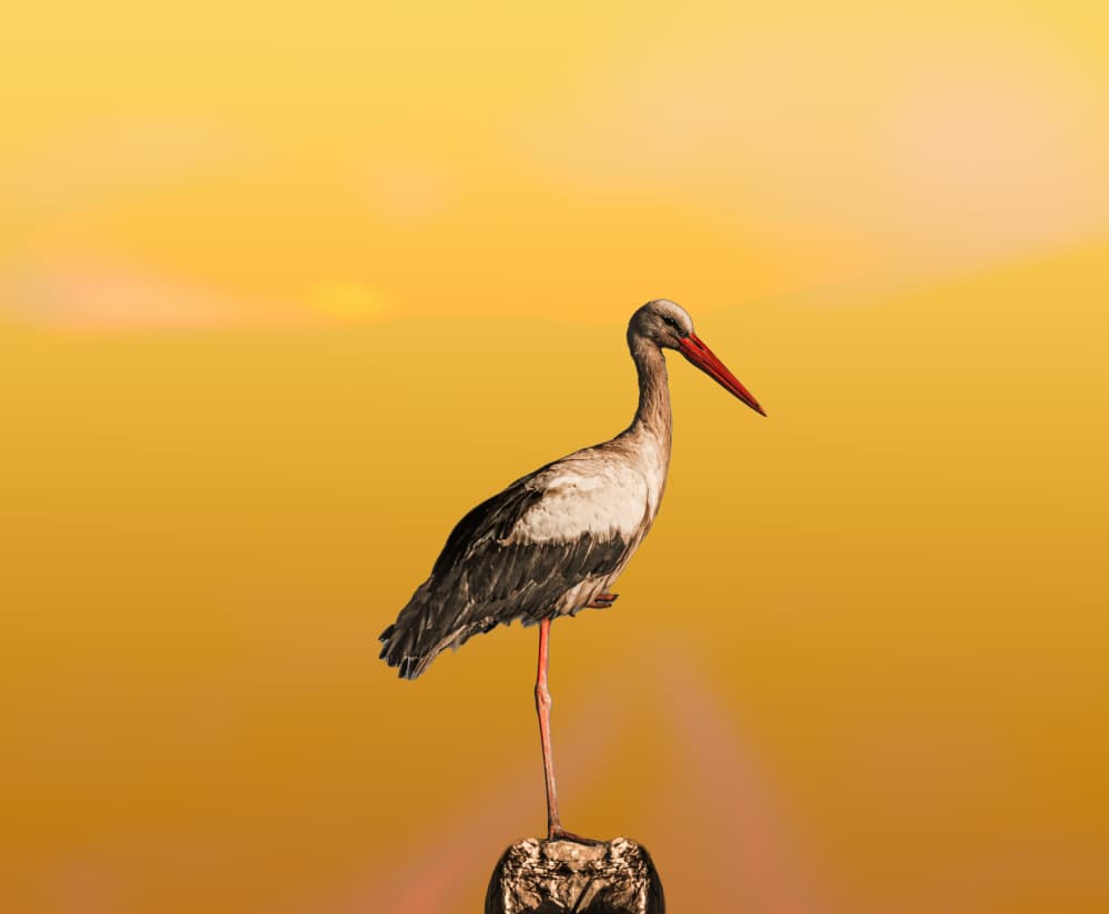 Golden Sky Stork by wail.Hamdane — canvas wall art