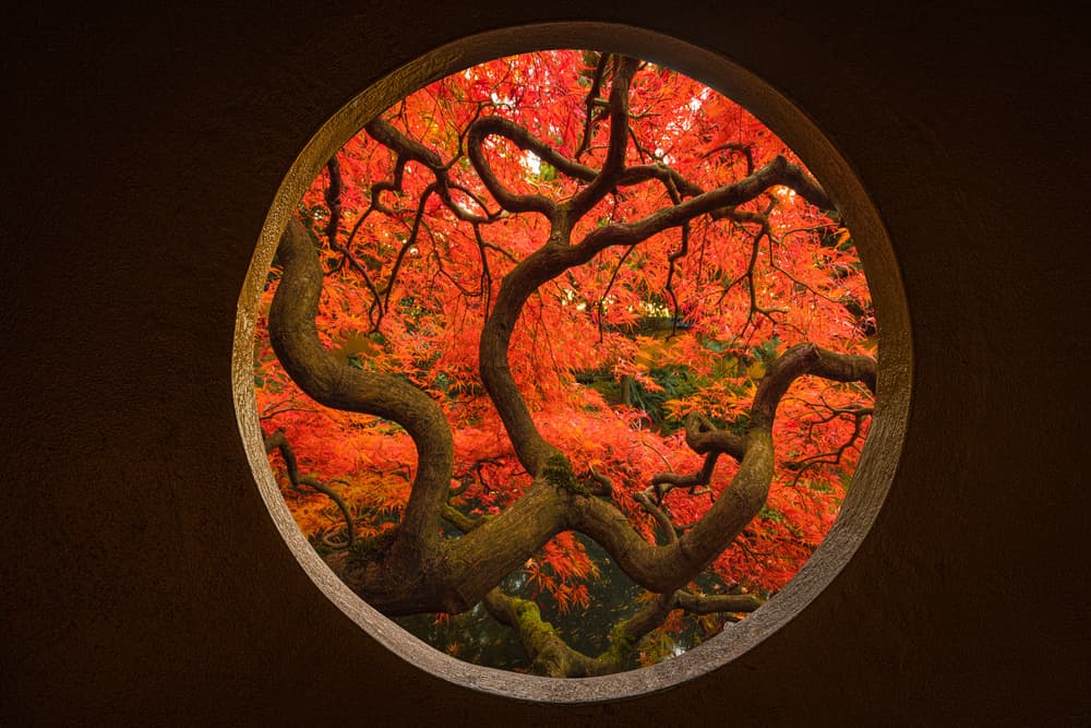 Autumn Maple Portal by Tony Xu — canvas wall art