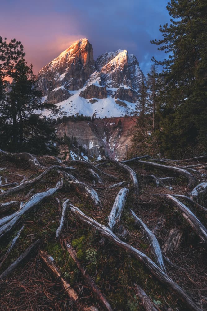 Golden Hour Alpine Roots by Jean Claude Castor — canvas wall art