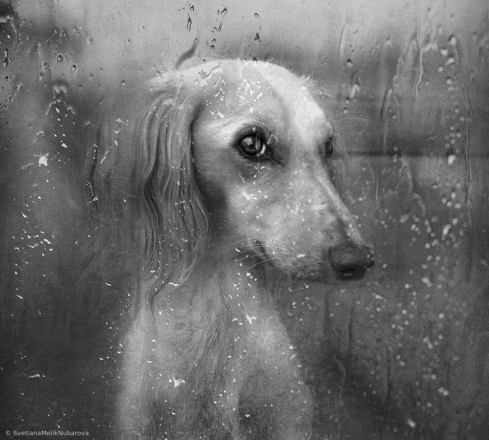 Dog By Rainy Window by Svetlana Melik-Nubarova — canvas wall art