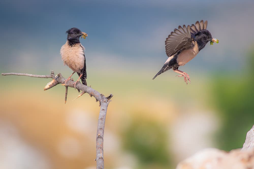 Rosy Starlings Feeding by Yordan Vasilev — canvas wall art