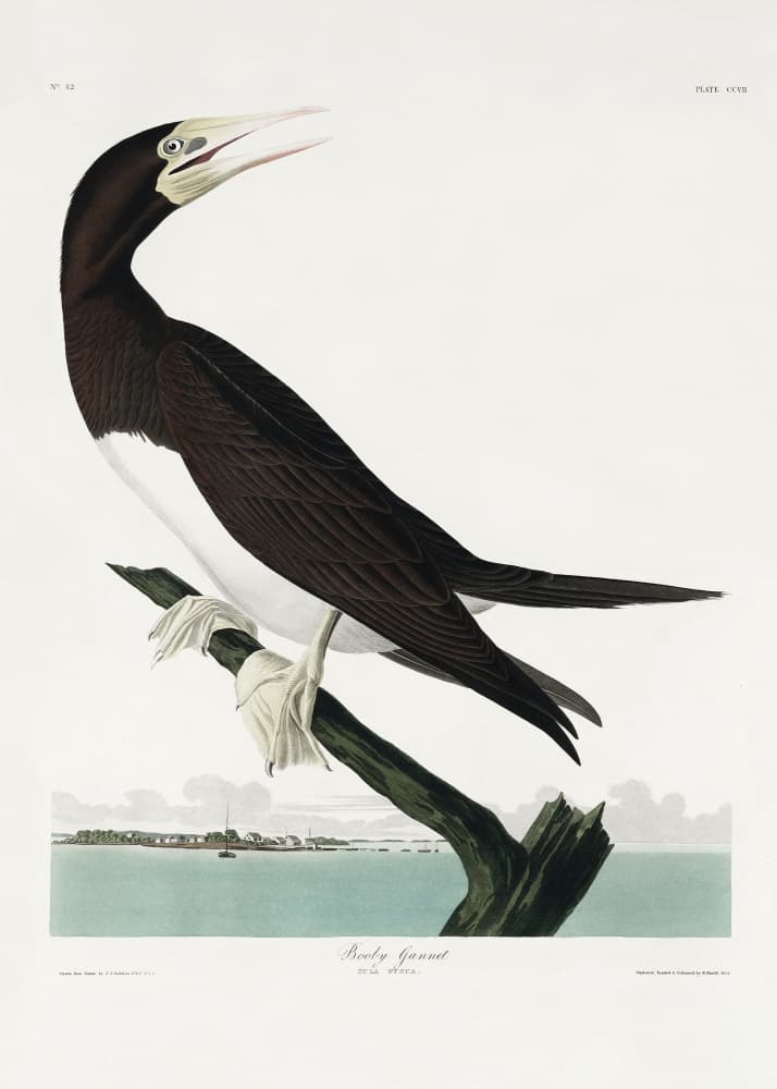 Booby Gannet From Birds of America (1827) by John James Audubon — canvas wall art