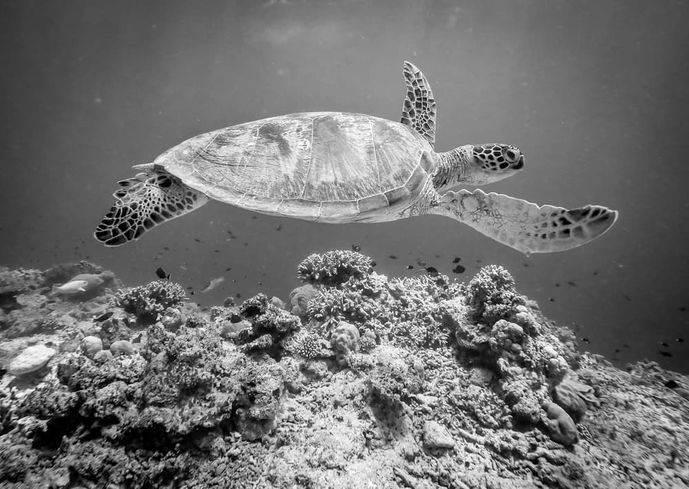 Sea Turtle Over Reef by Yumian Deng — canvas wall art