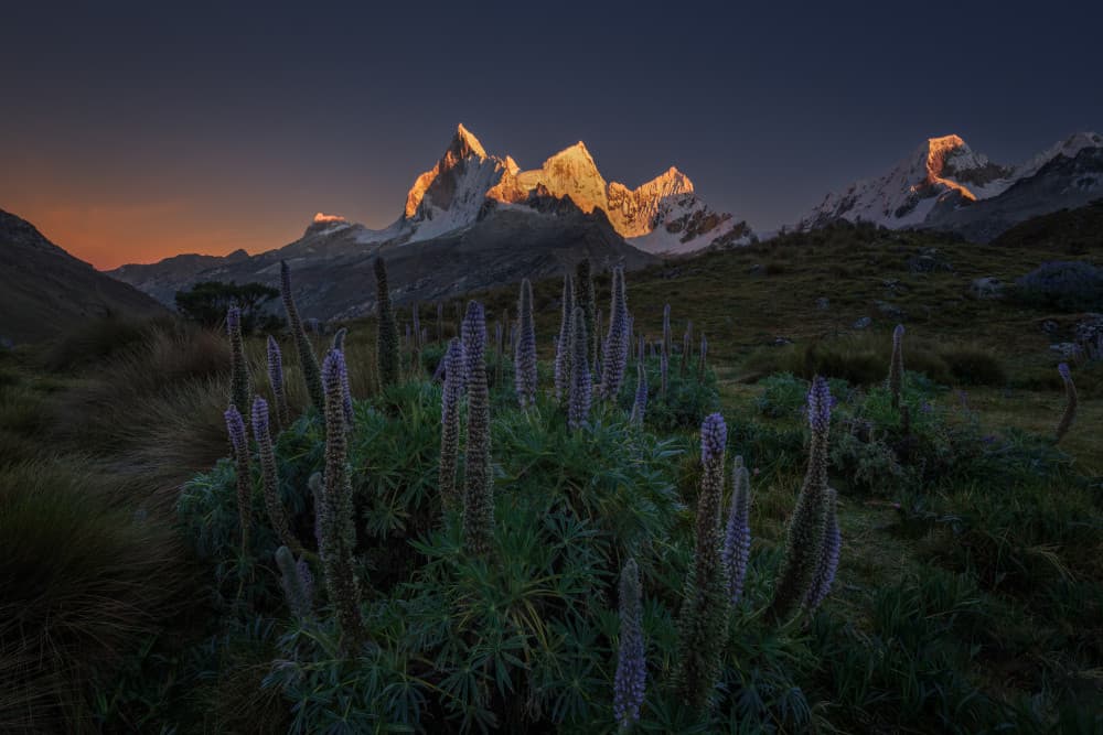 Golden Mountain Flowers by Ruiqing P. — canvas wall art