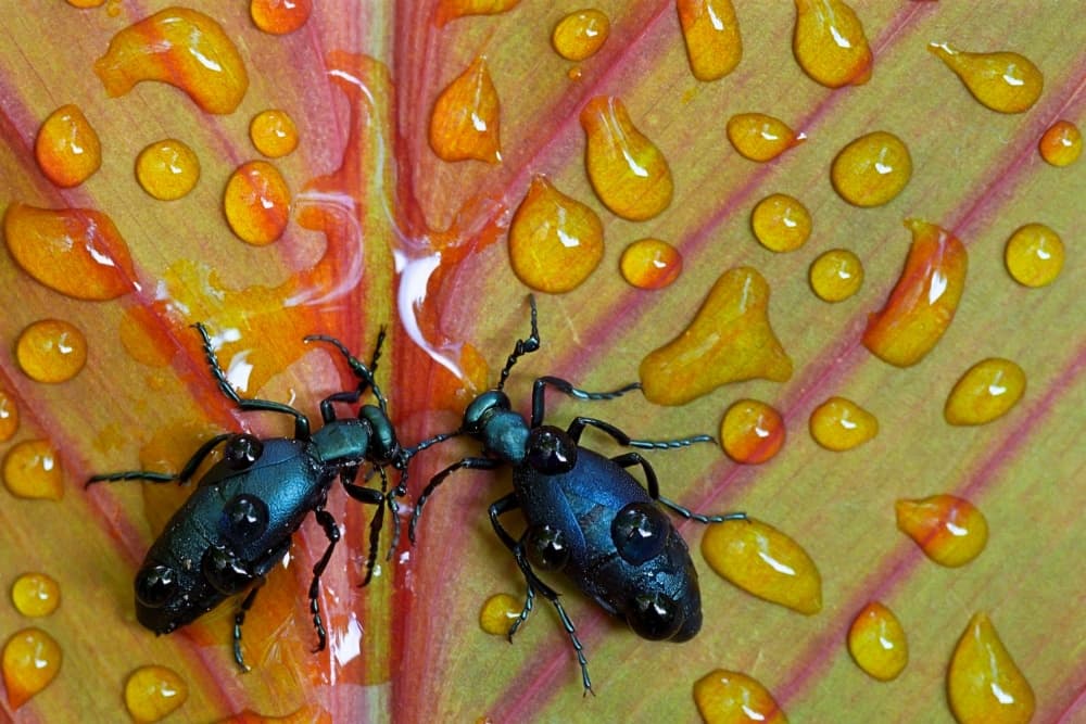 Vibrant Beetles Dewdrops by Stephen Clough — canvas wall art