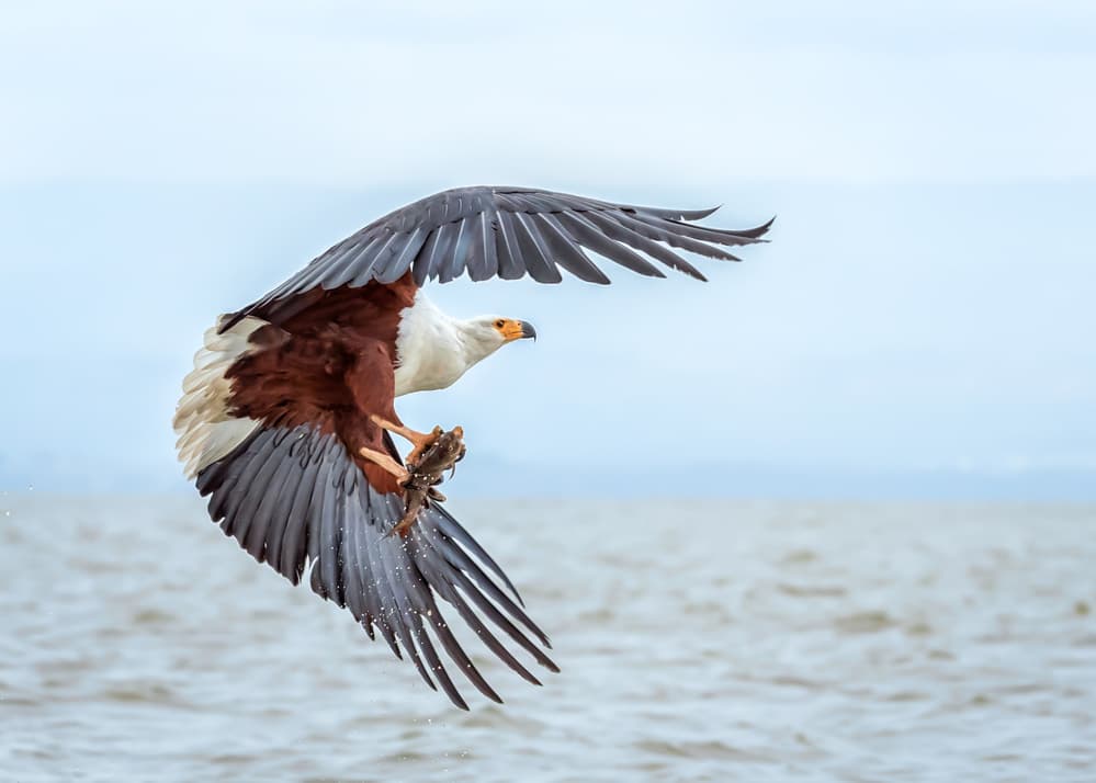 Majestic Eagle Catches Fish by John J. Chen — canvas wall art