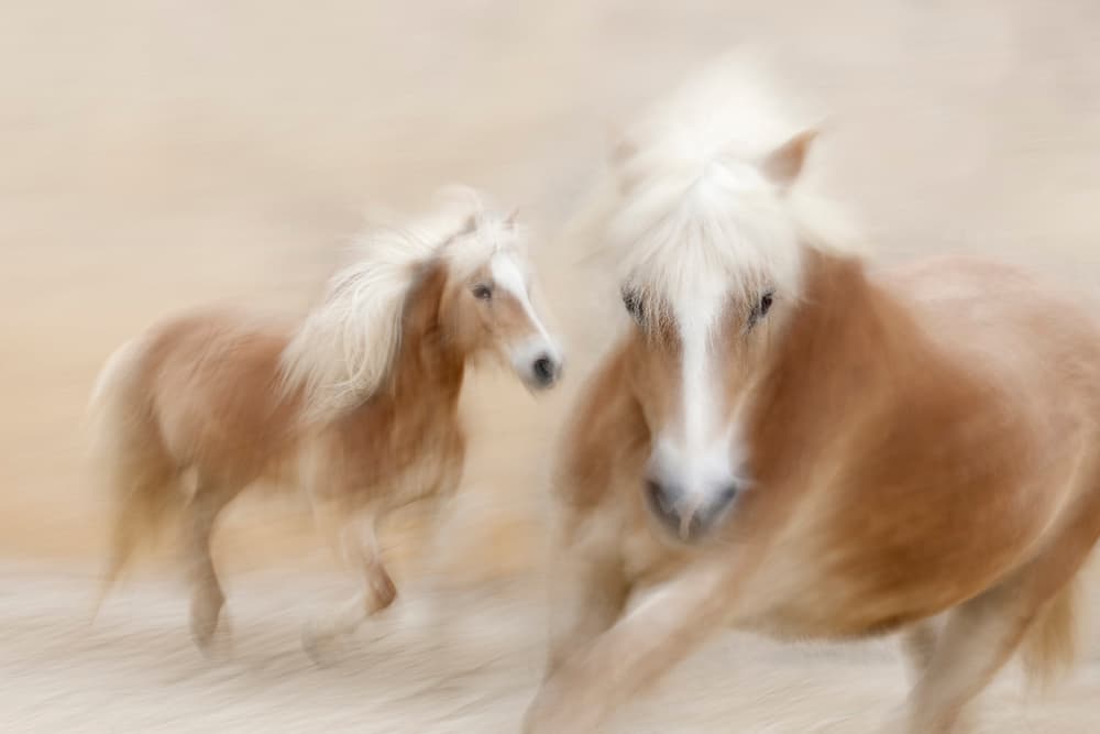 Blonde Horses Running Wild by Martine Benezech — canvas wall art