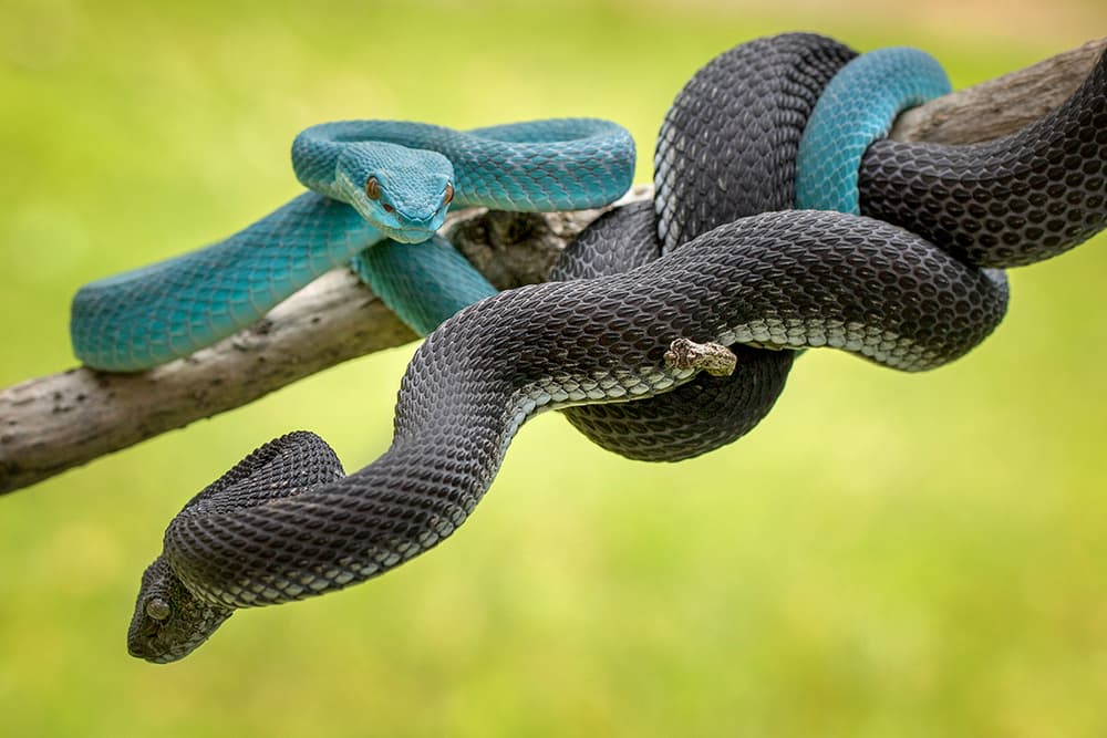 Blue and Black Vipers by Hendy Mp — canvas wall art