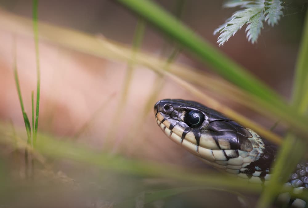 Grass Snake Watching by Magnus Renmyr — canvas wall art