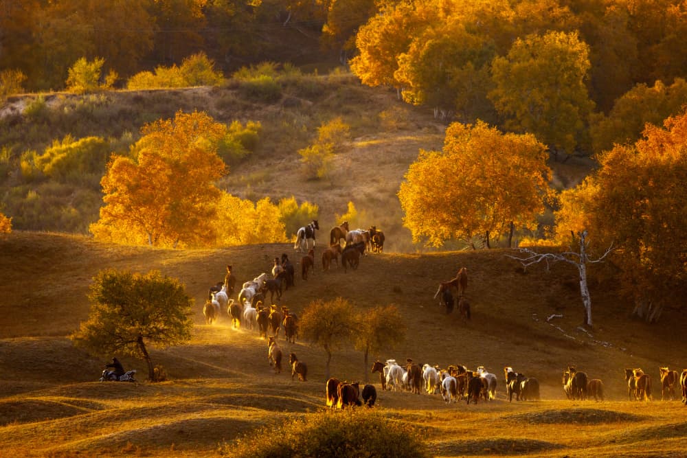 Wild Horses Autumn Glow by Sally Widjaja — canvas wall art