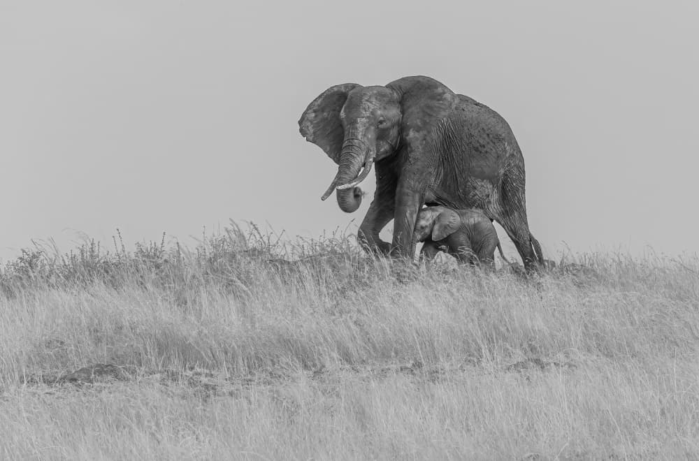 Elephant Mother and Calf by Hong Chen — canvas wall art