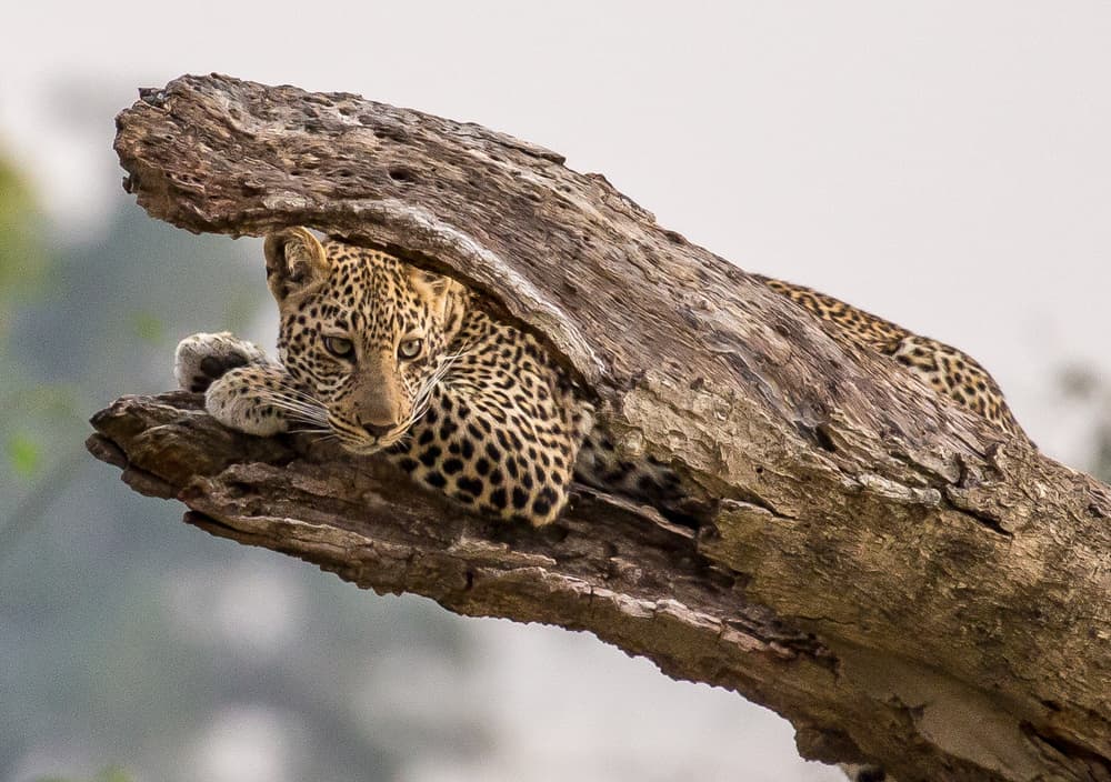 Leopard's Tree Hideout by Eunice Kim — canvas wall art