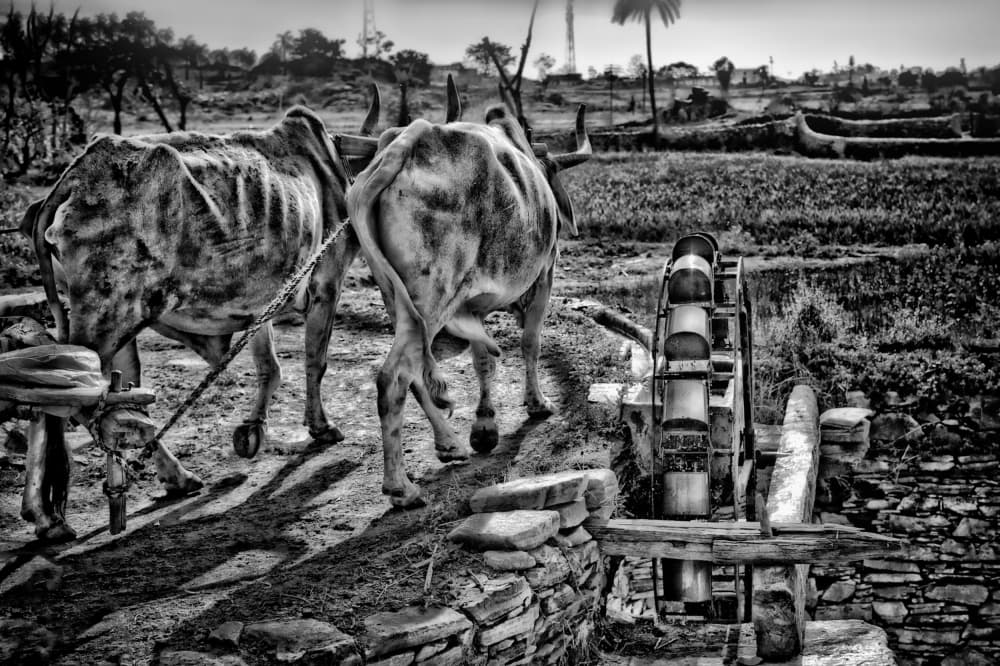 Oxen And Water Wheel by Piet Flour — canvas wall art