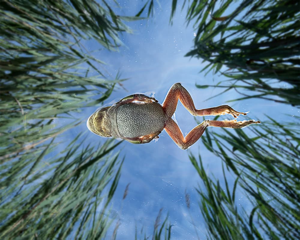 Frog's Underwater View by Cesare Sent — canvas wall art