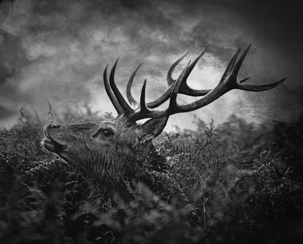 Majestic Forest Stag by Robert Fabrowski — canvas wall art