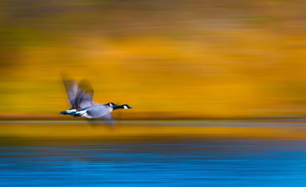 Dynamic Goose Flight by Kevin Wang — canvas wall art