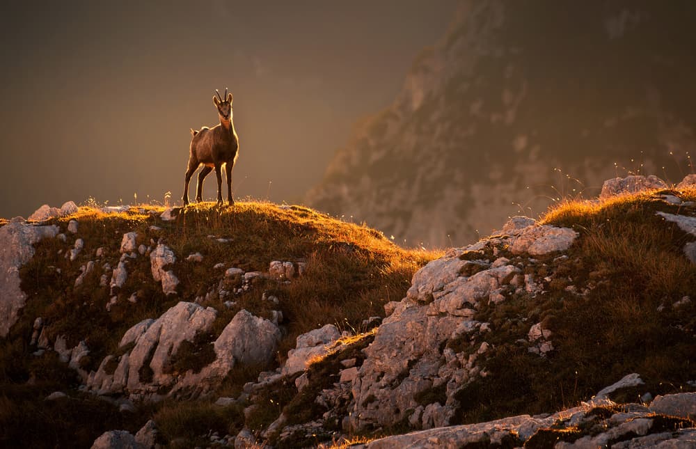 Golden Hour Chamois by Ales Krivec — canvas wall art