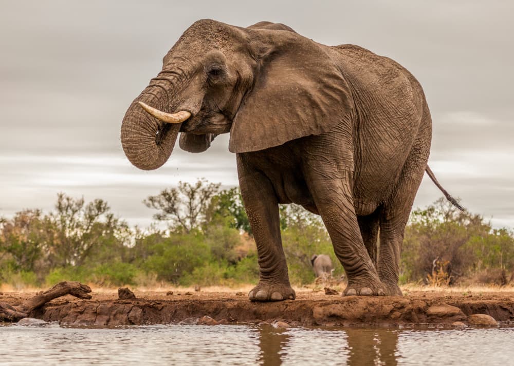 African Elephant Drinking Water by Jaco Marx — canvas wall art