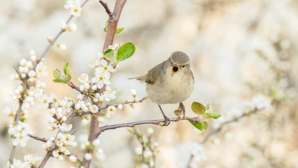 Singing Bird Spring Bloom by Damian Stopczynski — canvas wall art