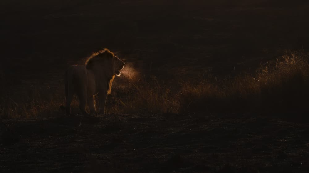 Golden Hour Lion's Breath by Roberto Marchegiani — canvas wall art