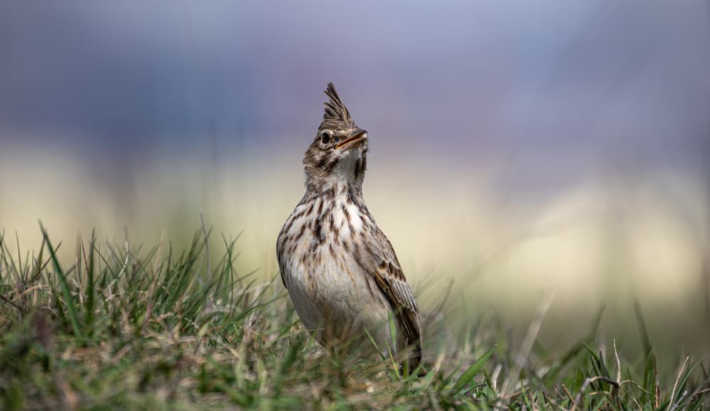 Curious Crested Lark by Dmitry Nesvetaylov — canvas wall art