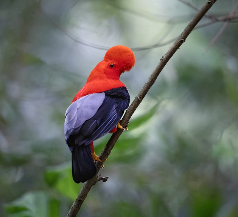 Vibrant Andean Cock-of-the-Rock by Xiaojian Huang — canvas wall art