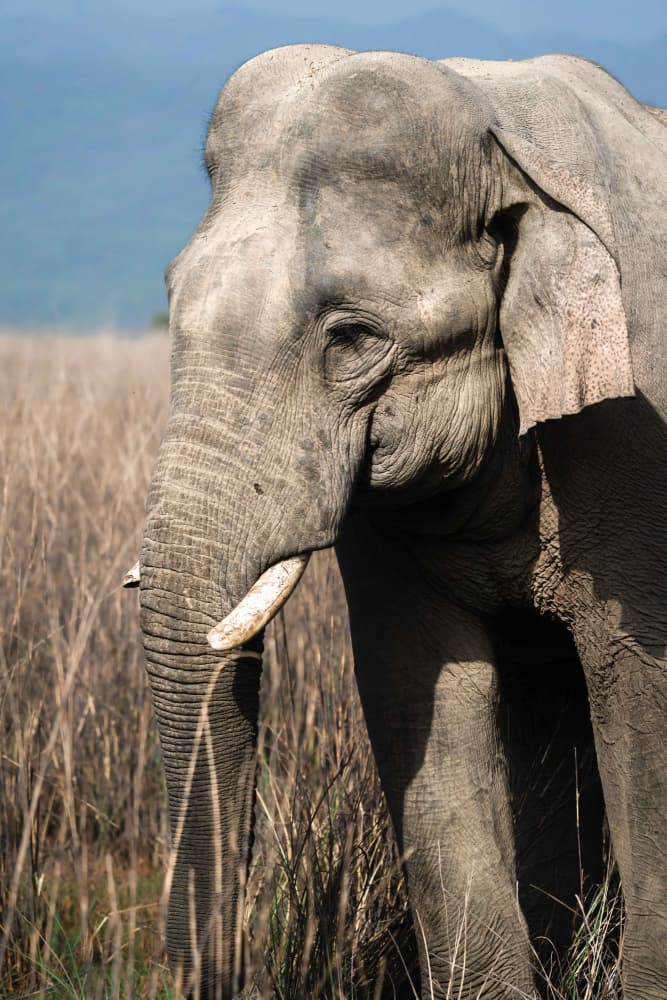 Wild Elephant Profile by Kanchan Singodia — canvas wall art