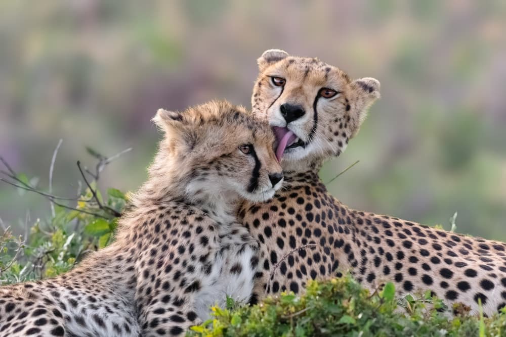 Affectionate Cheetahs by Mario Vigo — canvas wall art