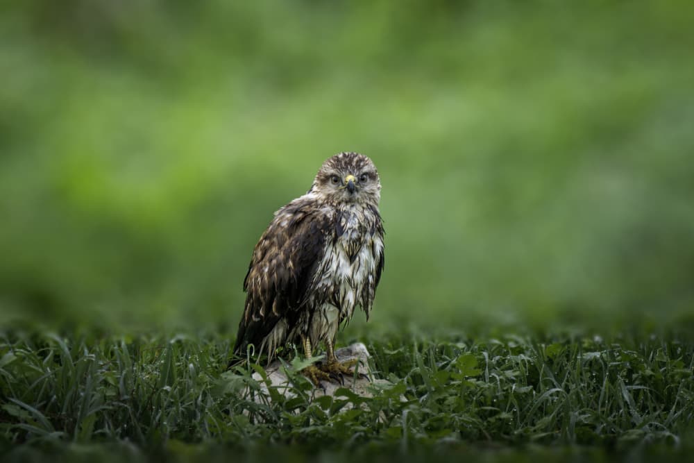 Watchful Wet Raptor by Mallal Moshe — canvas wall art