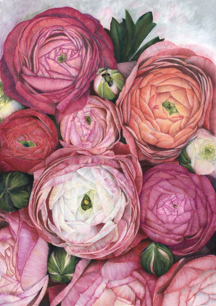 Vibrant Ranunculus Blooms by Rosana Laiz Blursbyai — canvas wall art
