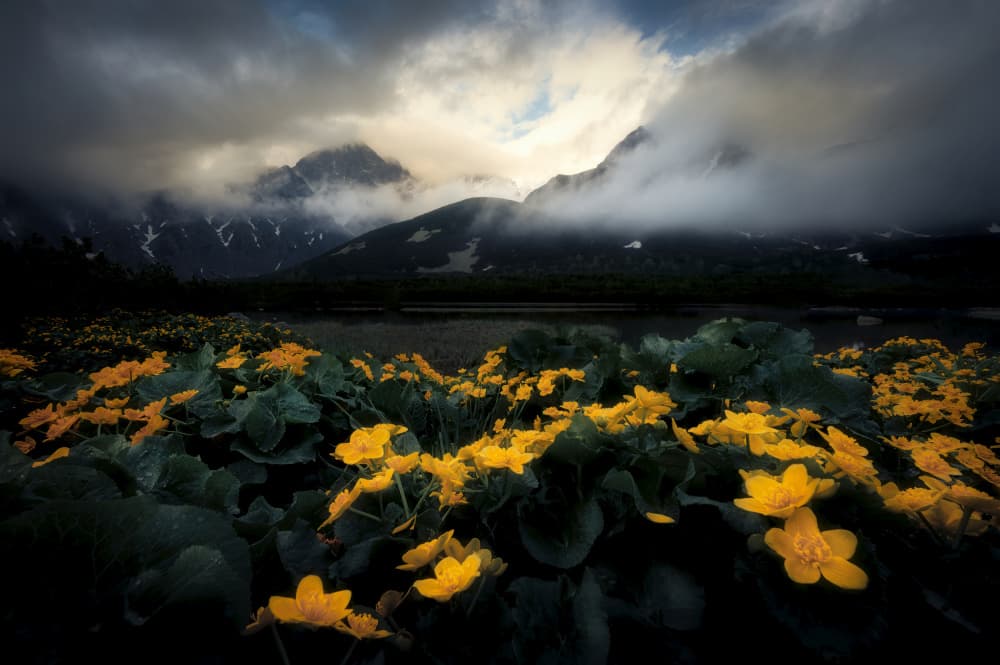 Misty Mountain Blooms by Martin Morávek — canvas wall art