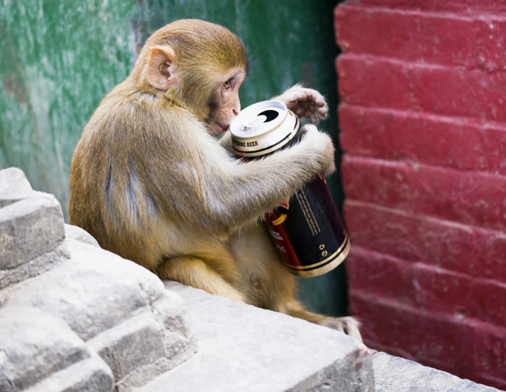 Curious Monkey Can by Iris Wiener — canvas wall art
