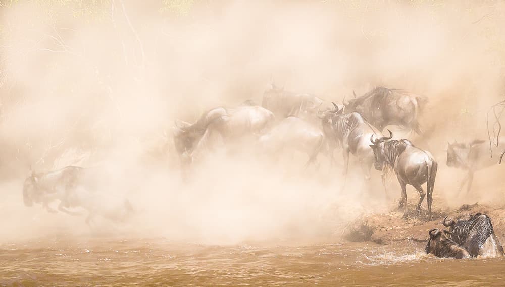Dusty Wildebeest Crossing by Eunice Kim — canvas wall art