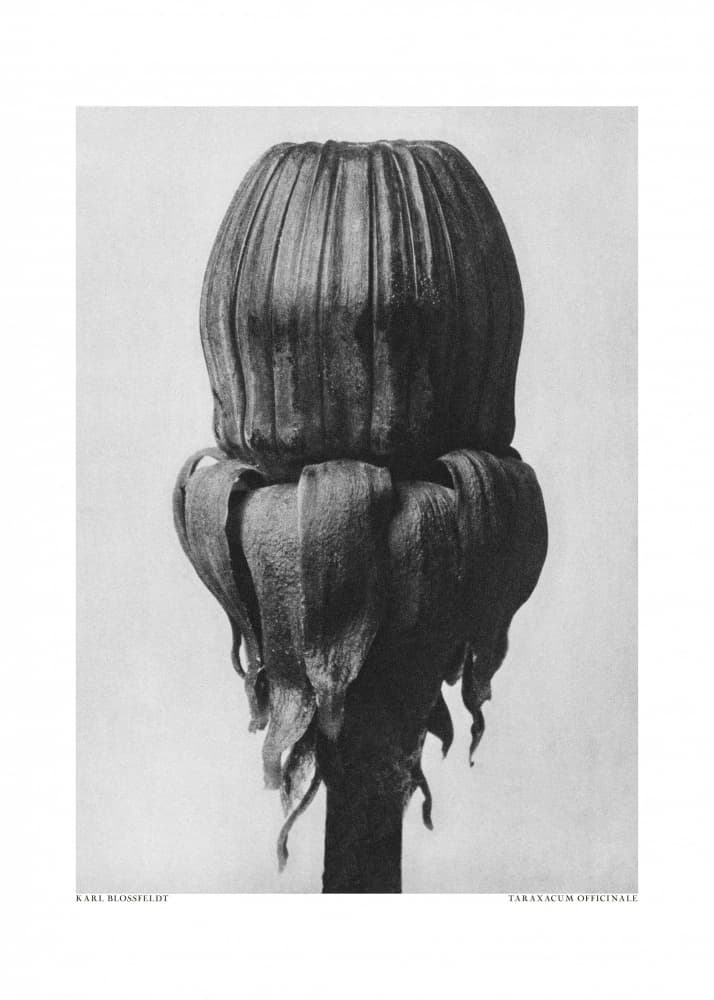 Taraxacum Officinale by Karl Blossfeldt — canvas wall art