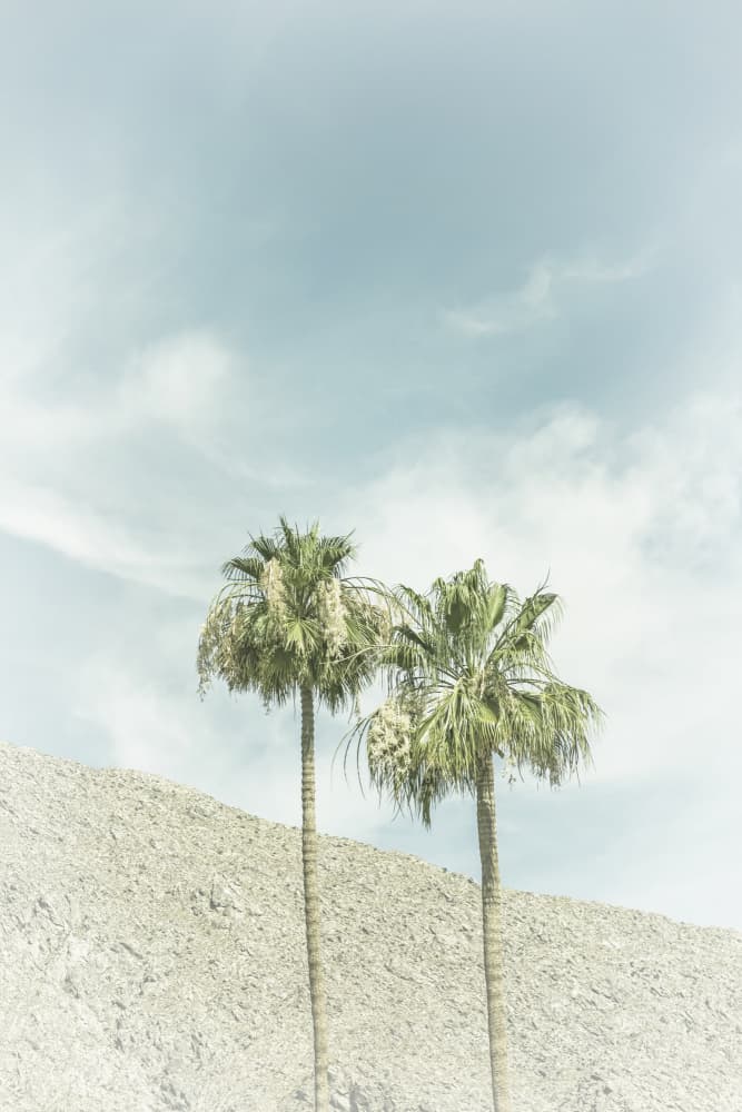 Serene Desert Palms by Melanie Viola — canvas wall art