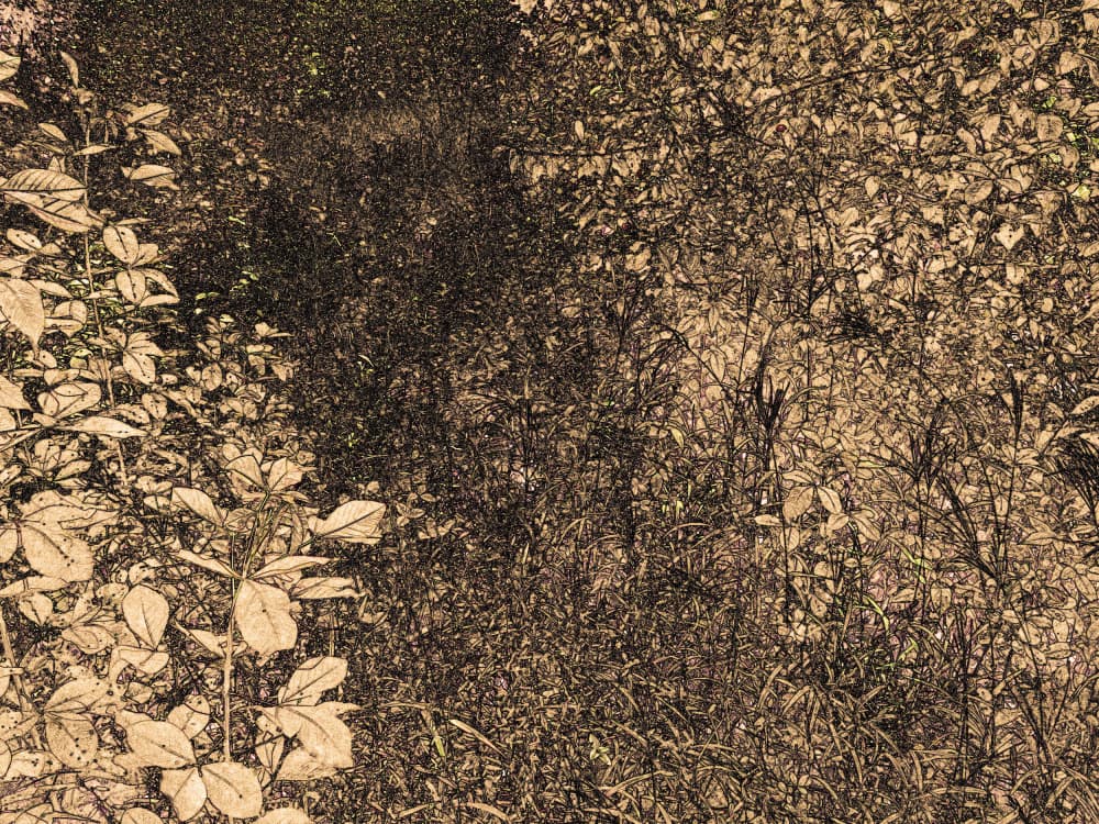 Overgrown Forest Path by Santhosh ch — canvas wall art