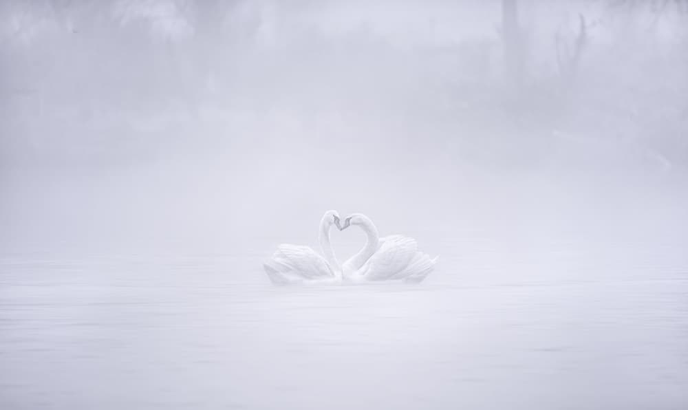 Misty Swans Heart by Joan Zhang — canvas wall art