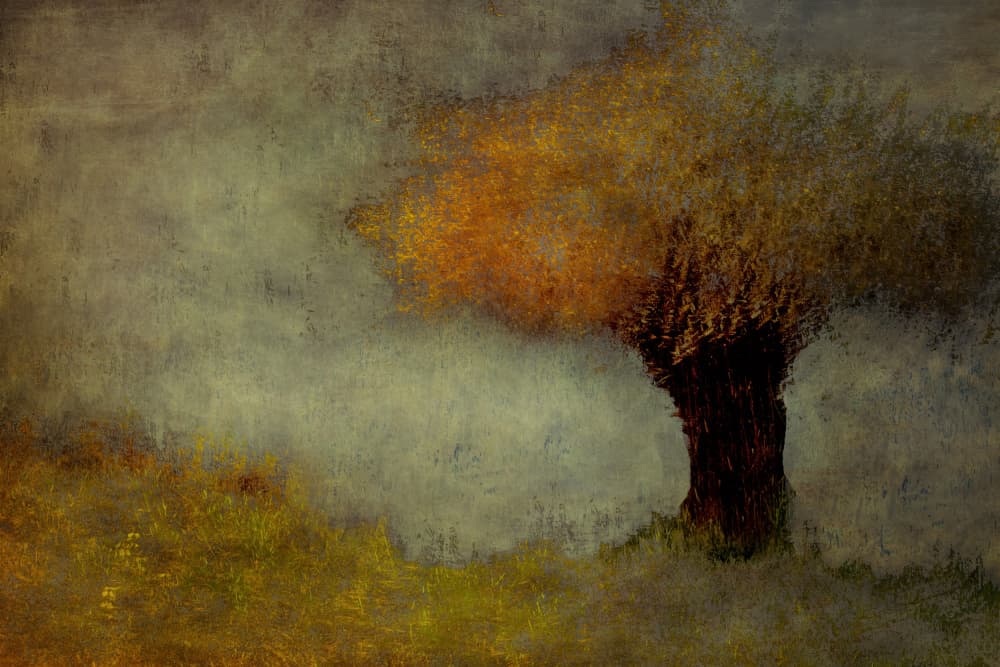 Willow by Nel Talen — canvas wall art
