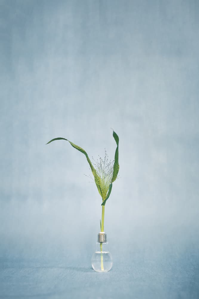 Fresh Lightbulb Plant by Lech Radecki — canvas wall art